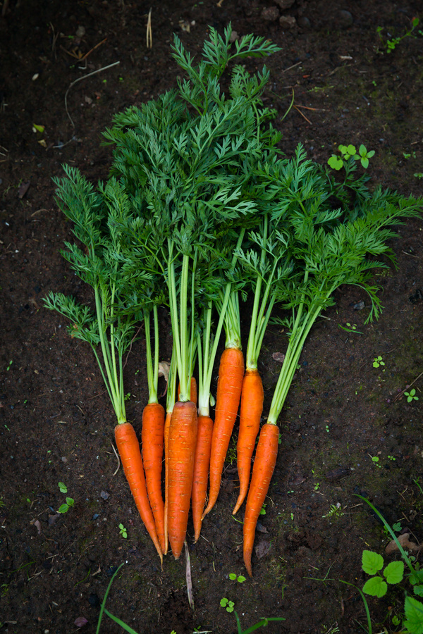Carrot Growing in Garden